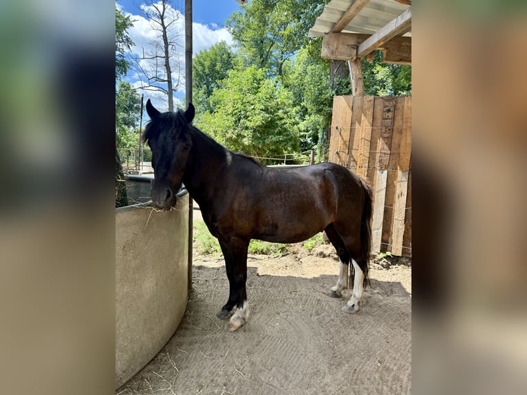 Shetland Ponies Gelding 6 years 10.2 hh Tobiano-all-colors in Berlin