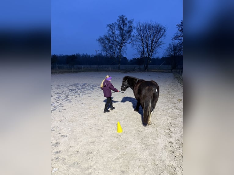 Shetland Ponies Gelding 6 years 10.2 hh Tobiano-all-colors in Berlin