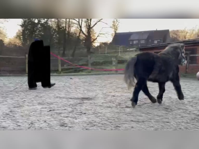 Shetland Ponies Gelding 6 years 10,2 hh Grey-Dapple in Löhne