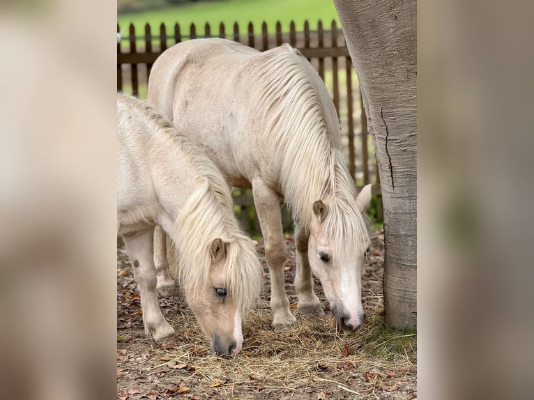 Shetland Ponies Gelding 6 years 11,1 hh Pinto in Babensham