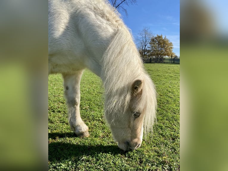 Shetland Ponies Gelding 6 years 11,1 hh Pinto in Babensham