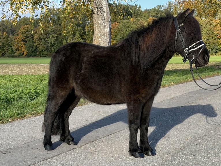 Shetland Ponies Mix Gelding 6 years 11.2 hh Black in Riedlingen
