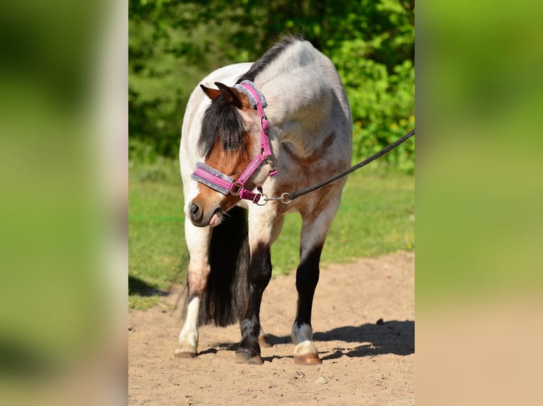 Shetland Ponies Gelding 6 years 12,1 hh Roan-Bay in Poznań