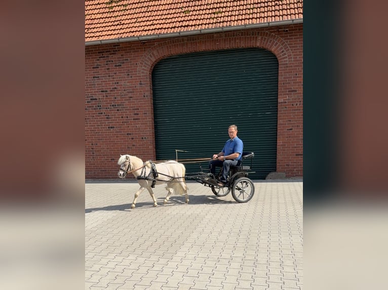 Shetland Ponies Gelding 6 years 8.3 hh  in Ladbergen