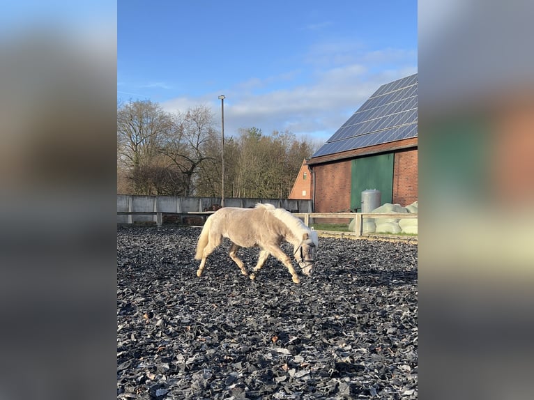 Shetland Ponies Gelding 6 years 8.3 hh  in Ladbergen