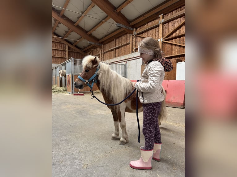 Shetland Ponies Gelding 6 years 8.3 hh Pinto in St.Michael