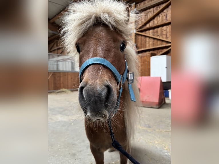 Shetland Ponies Gelding 6 years 8.3 hh Pinto in St.Michael