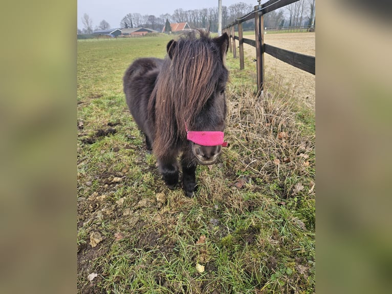 Shetland Ponies Gelding 6 years 8,1 hh Black in Winterswijk Corle