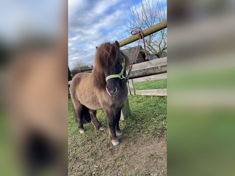 Shetland Ponies Gelding 6 years 8,3 hh Dun in Altenmedingen Shetland Ponies Gelding 6 years 8,3 hh Dun in Altenmedingen