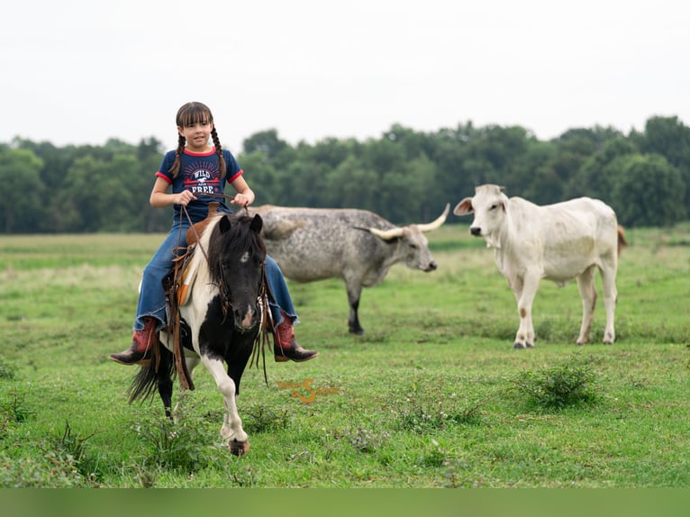 Shetland Ponies Gelding 6 years 9,1 hh in Bogard, MO