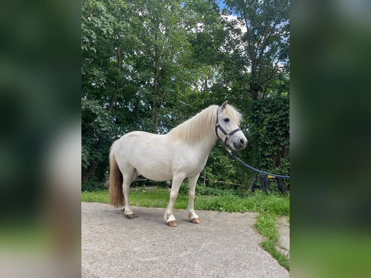 Shetland Ponies Gelding 6 years 9,2 hh Gray in Göggingen