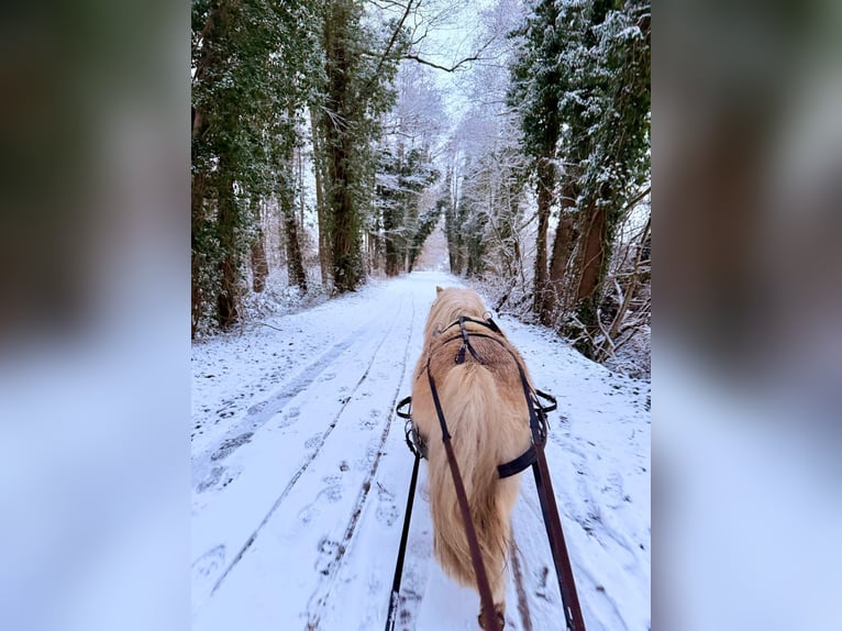 Shetland Ponies Gelding 6 years 9,1 hh Palomino in Halle