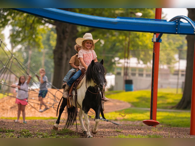 Shetland Ponies Gelding 6 years 9,1 hh in Bogard, MO