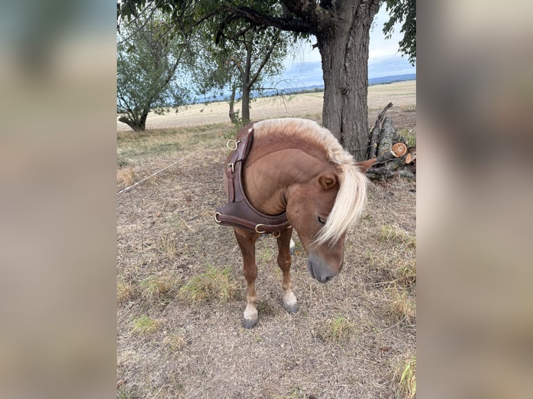 Shetland Ponies Gelding 6 years 9,2 hh Chestnut-Red in Wernigerode