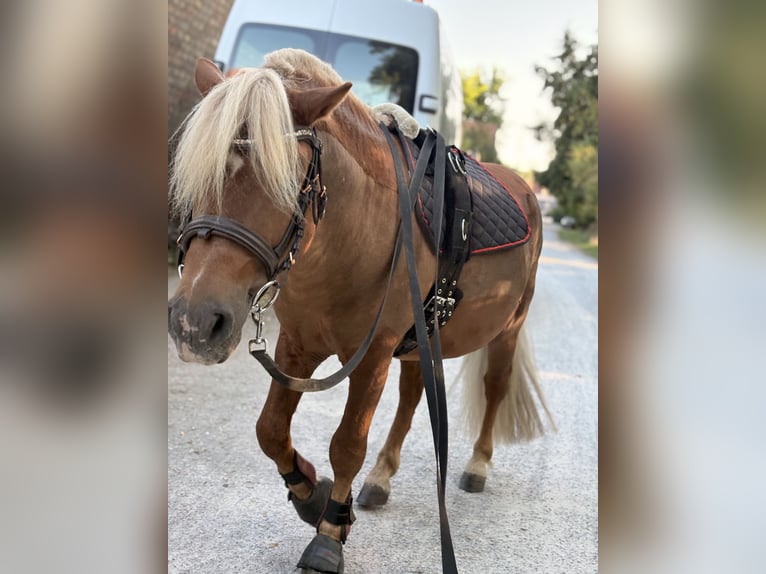 Shetland Ponies Gelding 6 years 9,2 hh Chestnut-Red in Wernigerode