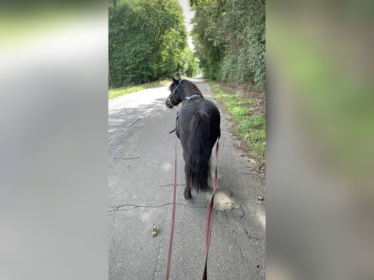 Shetland Ponies Gelding 7 years 10,1 hh Smoky-Black in Köln