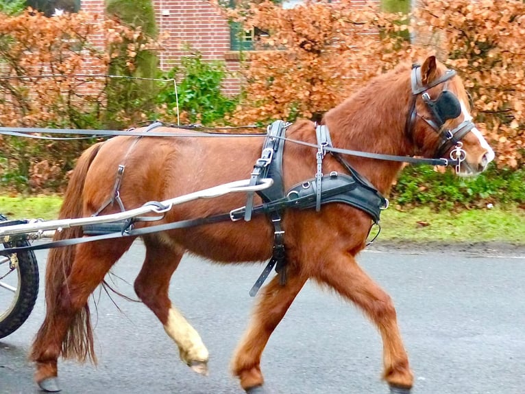 Shetland Ponies Mix Gelding 7 years 10,2 hh Chestnut-Red in Wielen