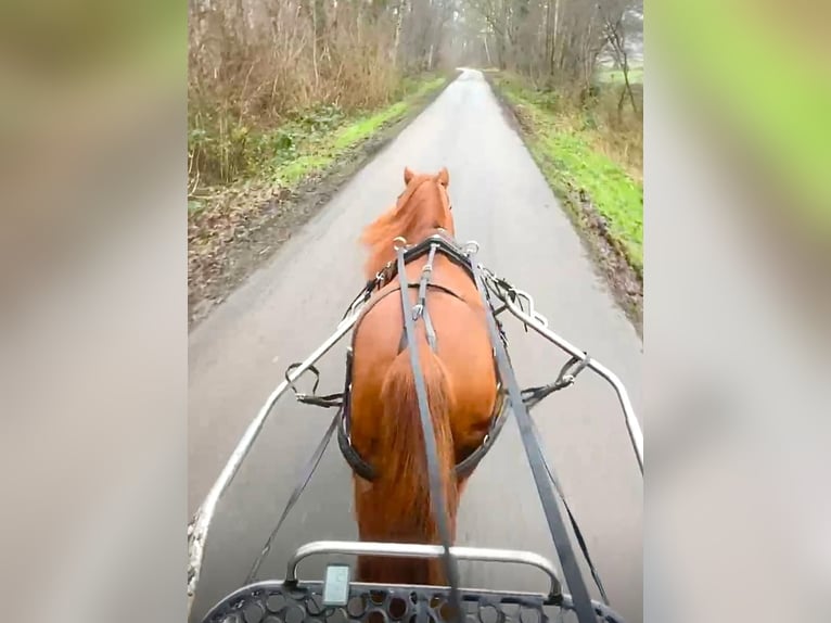 Shetland Ponies Mix Gelding 7 years 10,2 hh Chestnut-Red in Wielen