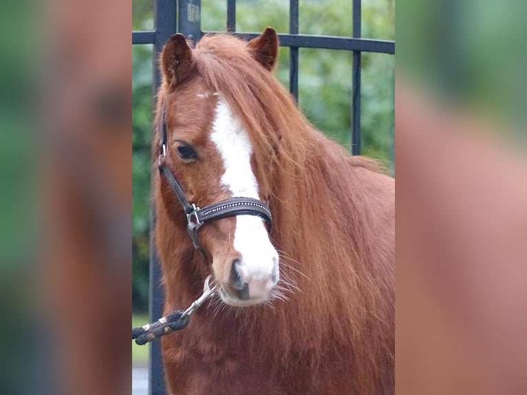 Shetland Ponies Mix Gelding 7 years 10,2 hh Chestnut-Red in Wielen