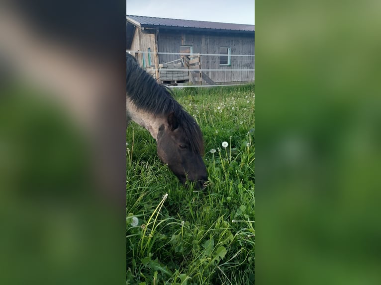 Shetland Ponies Gelding 7 years 10,2 hh Roan-Bay in Koblach