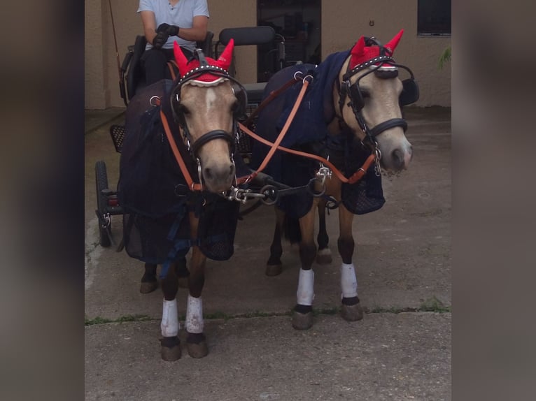 Shetland Ponies Gelding 7 years 11 hh Dun in Oberderdingen