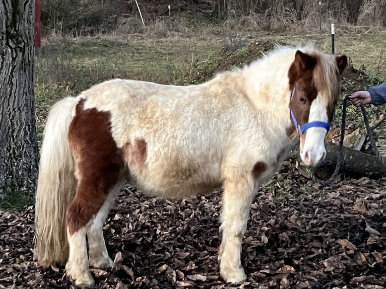 Shetland Ponies Gelding 7 years 11 hh Pinto in Ursensollen