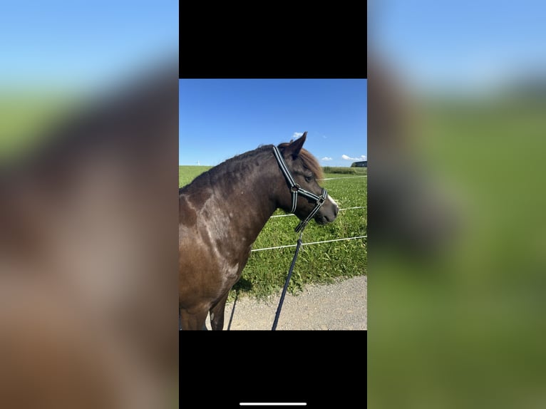 Shetland Ponies Gelding 7 years 11,1 hh Brown in Osterzell