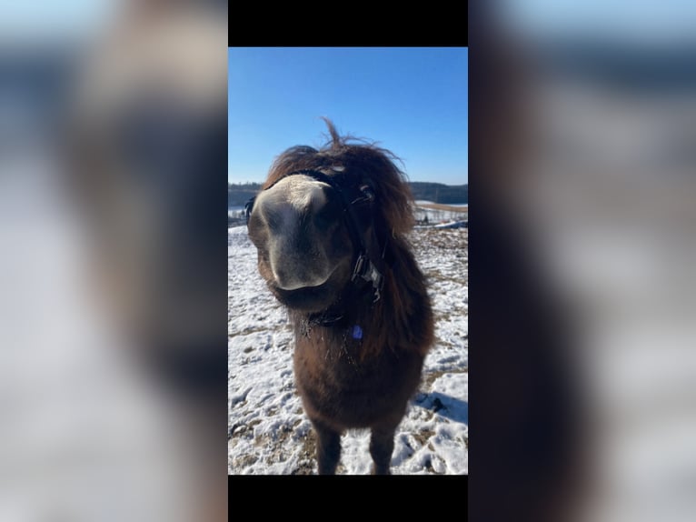 Shetland Ponies Gelding 7 years 11,2 hh Brown in Osterzell