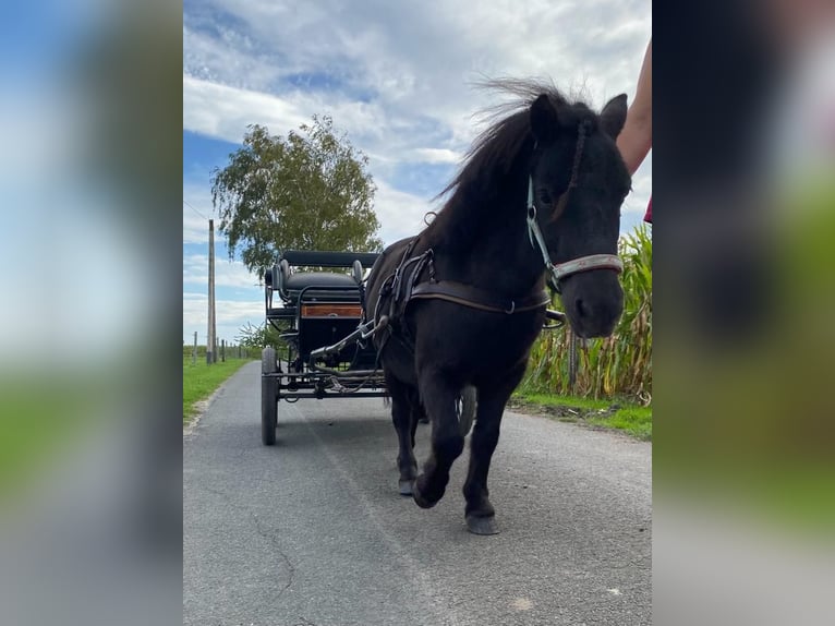 Shetland Ponies Gelding 7 years 9.1 hh Black in Albersloh (Sendenhorst)
