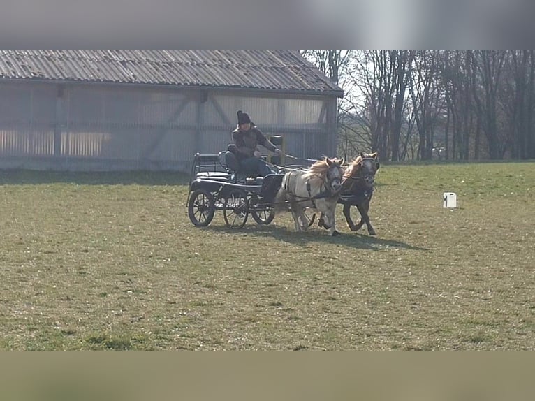 Shetland Ponies Gelding 7 years 9.1 hh Pinto in Obergröningen