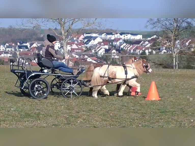 Shetland Ponies Gelding 7 years 9.1 hh Pinto in Obergröningen