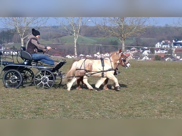 Shetland Ponies Gelding 7 years 9.1 hh Pinto in Obergröningen