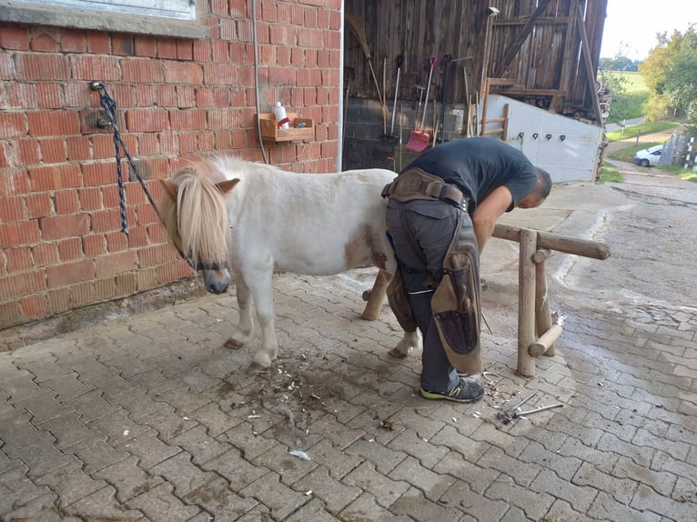 Shetland Ponies Gelding 7 years 9,1 hh Pinto in Obergröningen