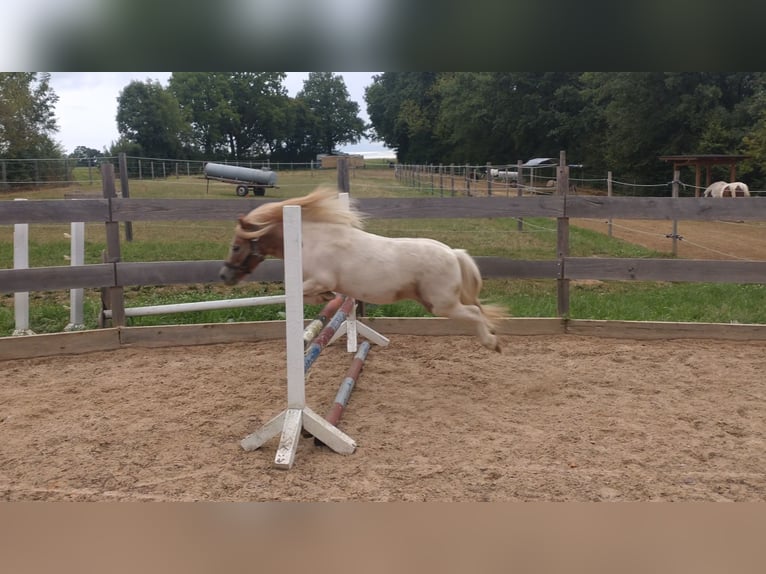 Shetland Ponies Gelding 7 years 9,1 hh Pinto in Obergröningen