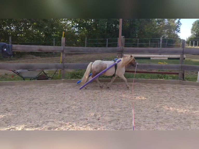 Shetland Ponies Gelding 7 years 9,1 hh Pinto in Obergröningen