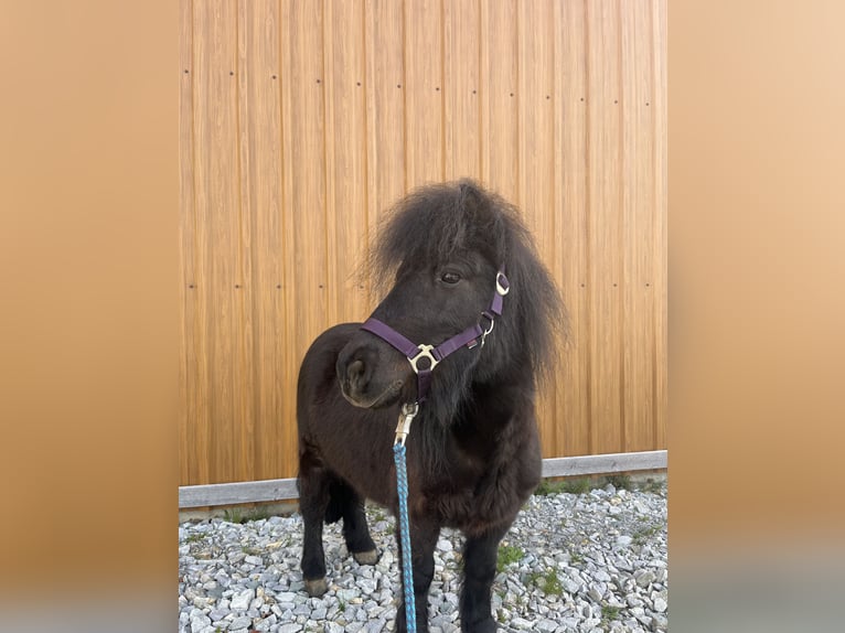 Shetland Ponies Gelding 7 years 9,2 hh Black in Passau
