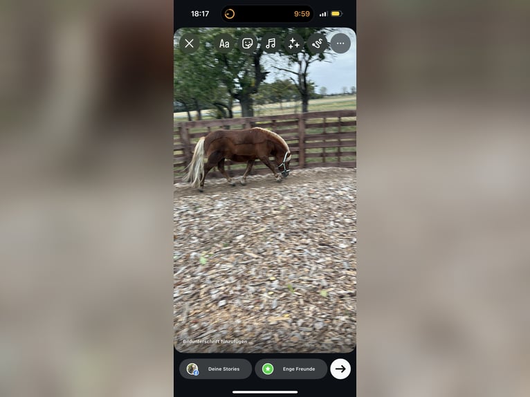 Shetland Ponies Gelding 7 years 9,2 hh Chestnut-Red in Wernigerode