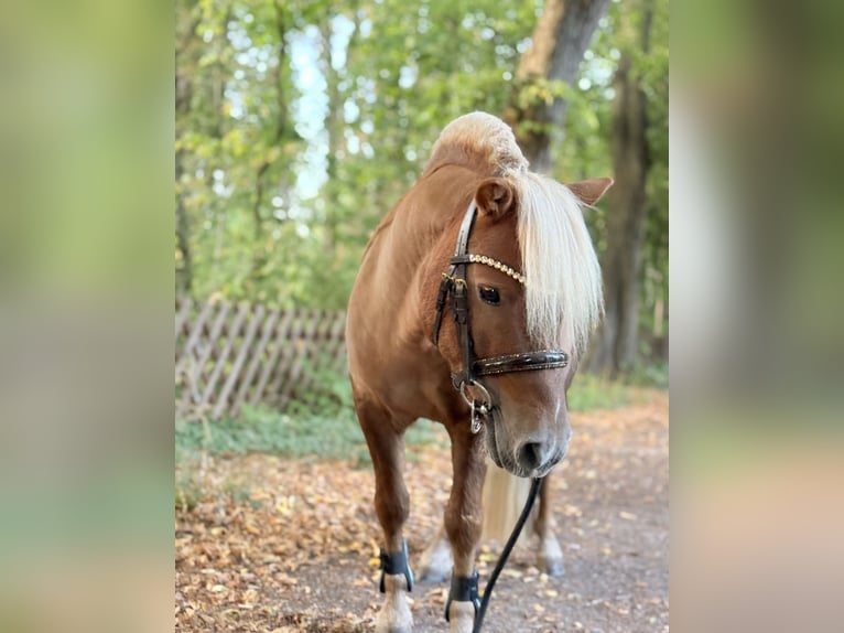 Shetland Ponies Gelding 7 years 9,2 hh Chestnut-Red in Wernigerode
