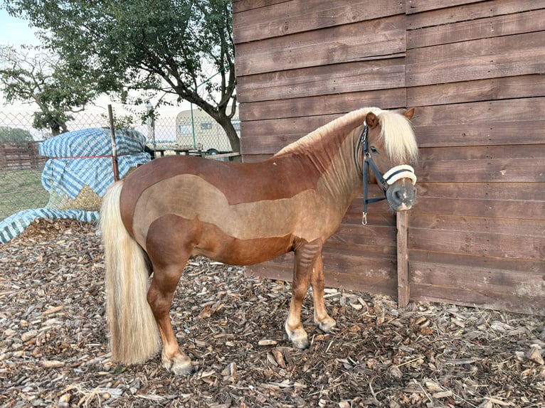 Shetland Ponies Gelding 7 years 9,2 hh Chestnut-Red in Wernigerode
