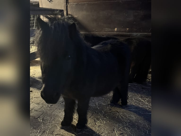 Shetland Ponies Gelding 7 years  in Upgant-Schott