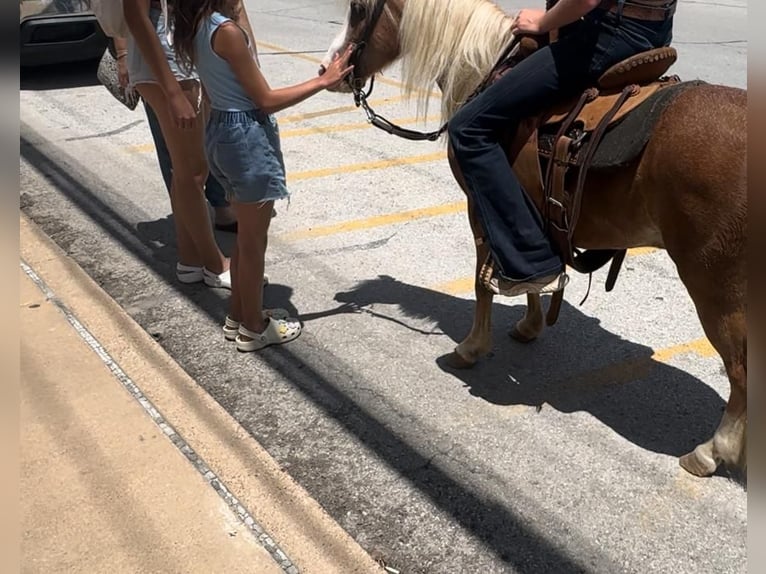 Shetland Ponies Mix Gelding 8 years 10 hh Roan-Red in Granbury, TX