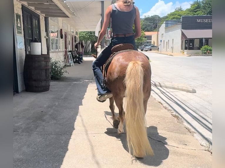 Shetland Ponies Mix Gelding 8 years 10 hh Roan-Red in Granbury, TX