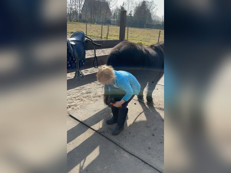 Shetland Ponies Gelding 8 years 10,1 hh Black in Langenhagen