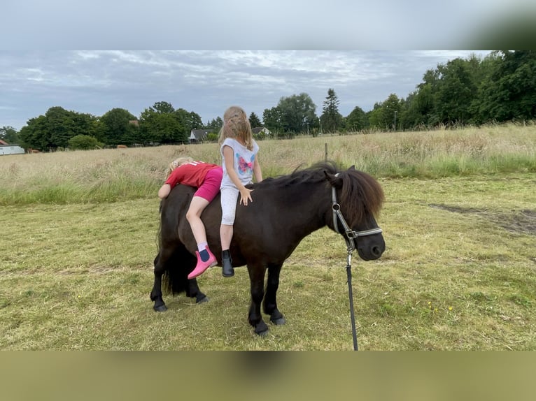 Shetland Ponies Gelding 8 years 10,1 hh Black in Langenhagen