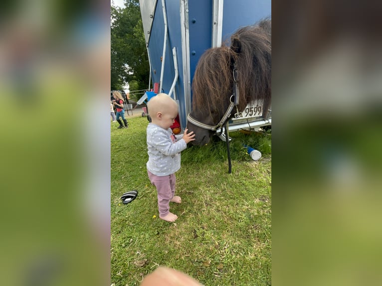 Shetland Ponies Gelding 8 years 10,1 hh Black in Langenhagen