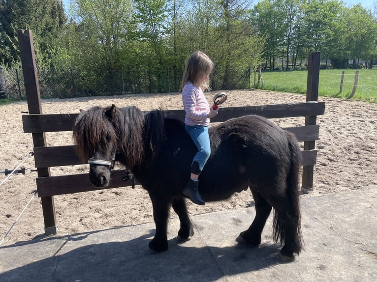 Shetland Ponies Gelding 8 years 10,1 hh Black in Langenhagen