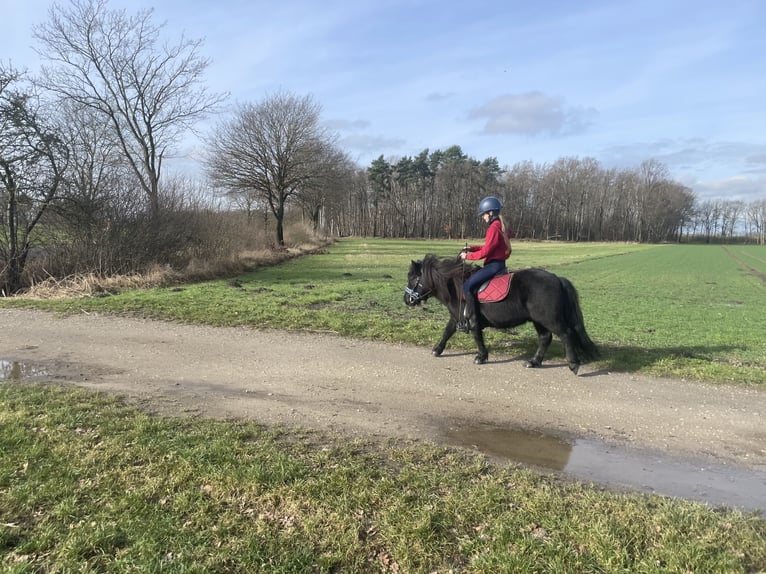 Shetland Ponies Gelding 8 years 10,1 hh Black in Langenhagen
