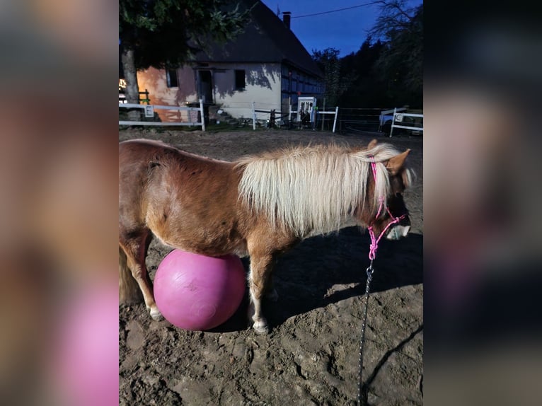 Shetland Ponies Gelding 8 years 10,1 hh Chestnut-Red in Klingenberg