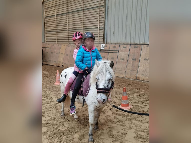 Shetland Ponies Gelding 8 years 10,2 hh Leopard-Piebald in Neustadt (Wied)