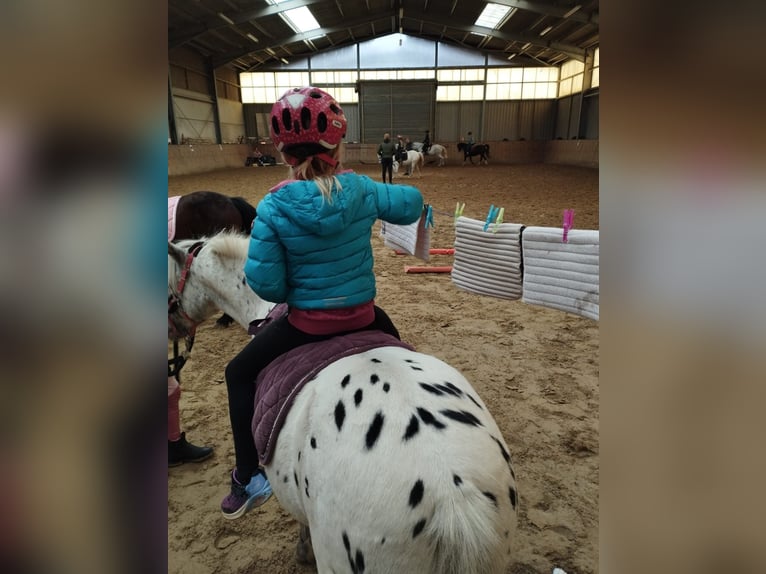 Shetland Ponies Gelding 8 years 10,2 hh Leopard-Piebald in Neustadt (Wied)